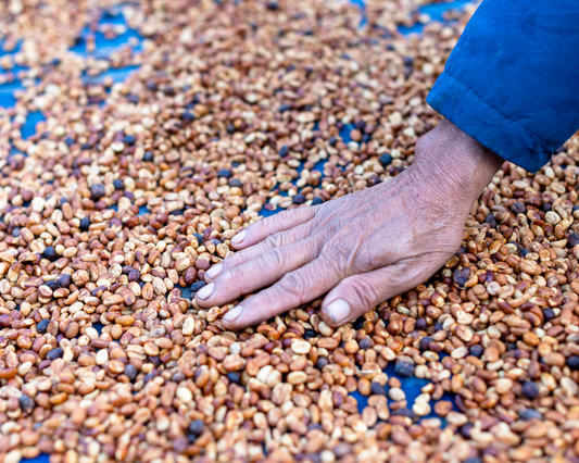 Honey coffee process