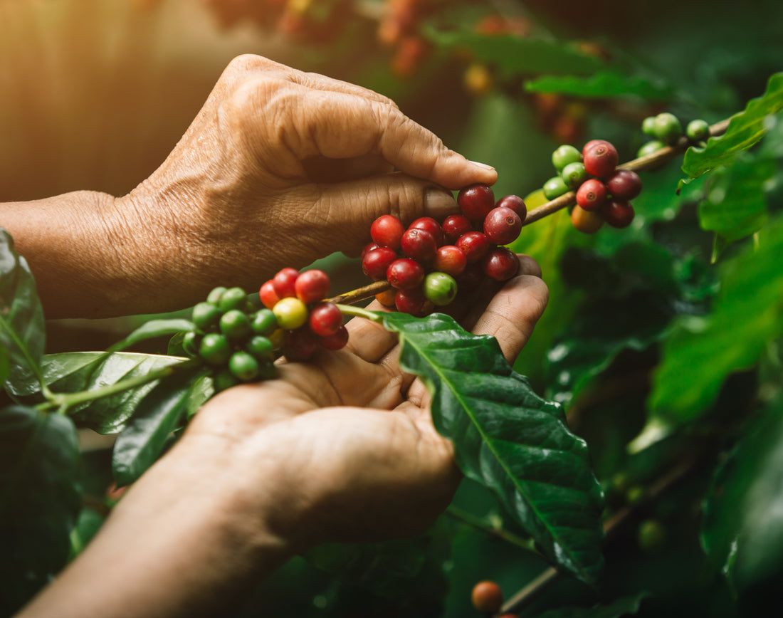 Discover the process of selecting coffee beans at Pancho Coffee